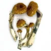 Buy Funguyz Melmac – Magic Mushrooms