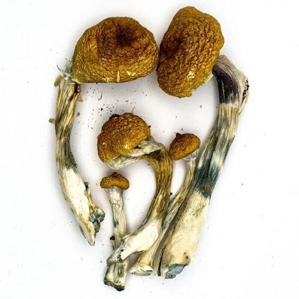 Buy Funguyz Melmac – Magic Mushrooms